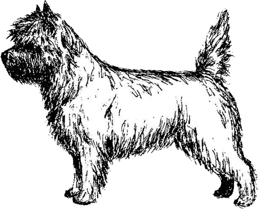 Cairn Terrier