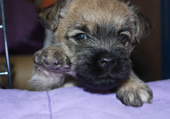 Cairn Terrier Puppy
