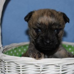 Cairn Terrier Behaviour