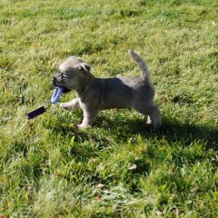 Cairn Terrier