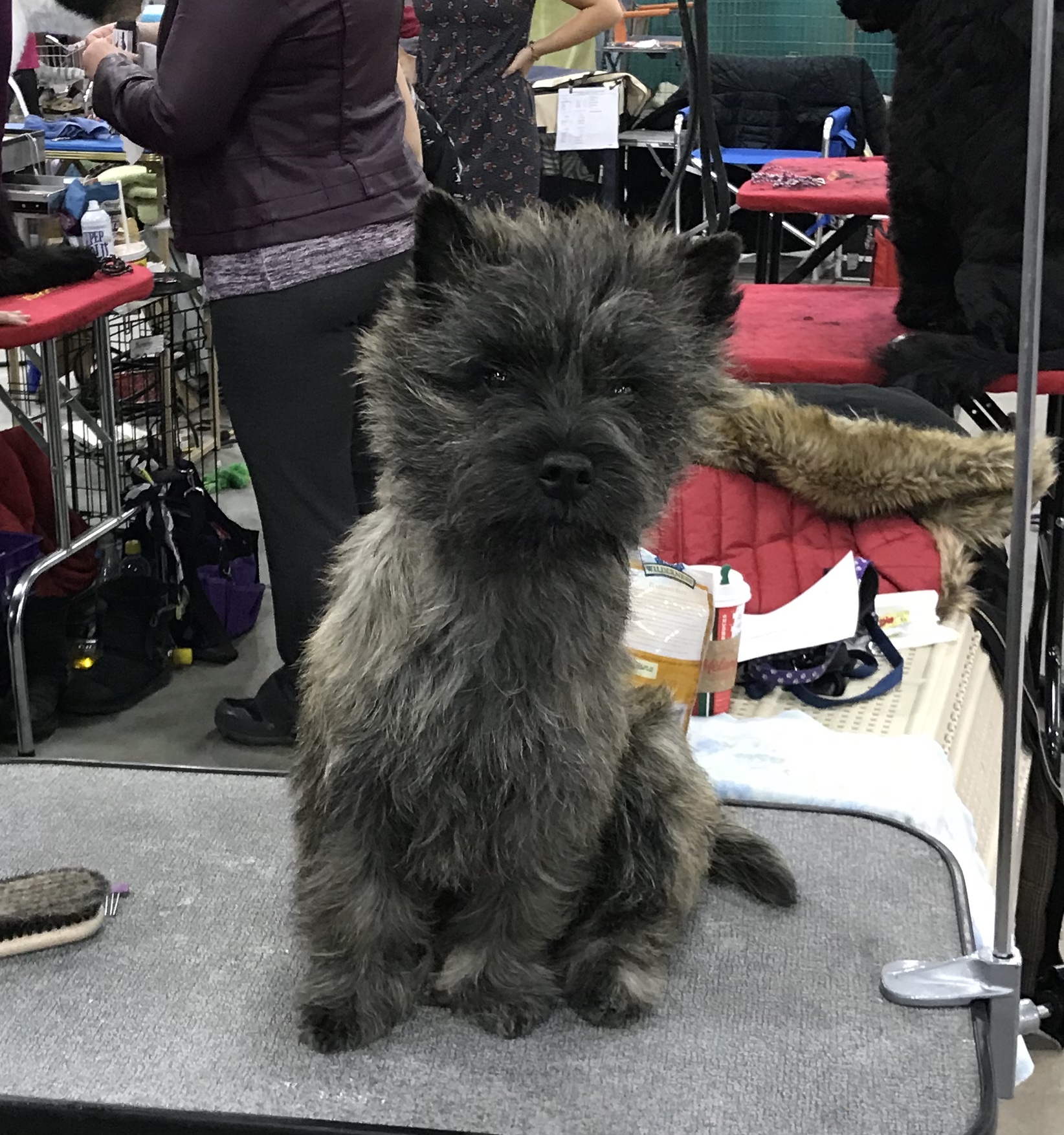 Cairn Terrier Best Feed and General Care