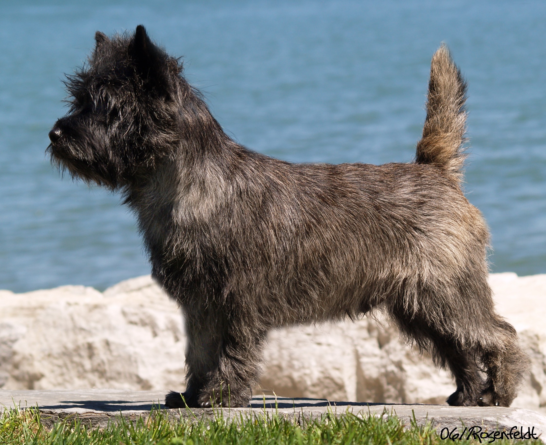 are terrier mix dogs double coated