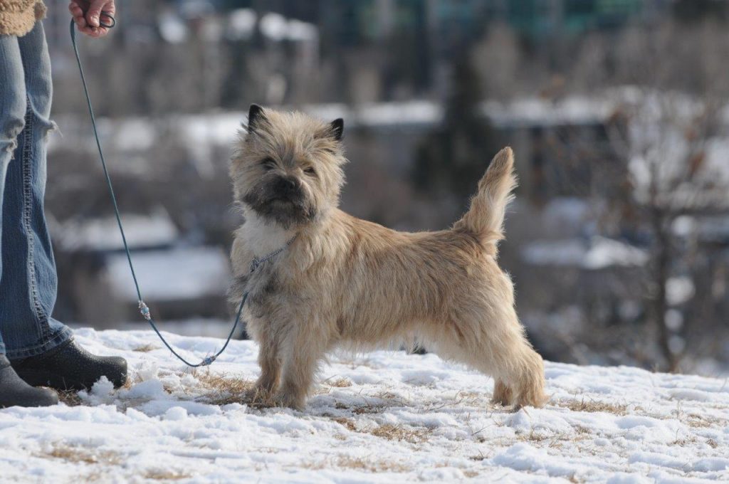how to crate train a cairn terrier