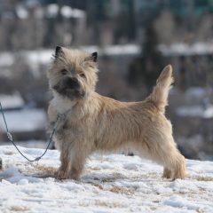 Cairn Terrier training