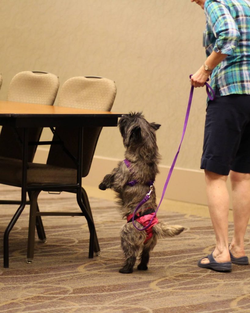 how to crate train a cairn terrier